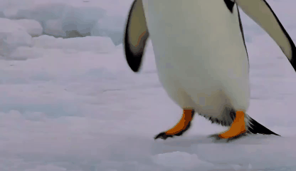 GIF Maker Free